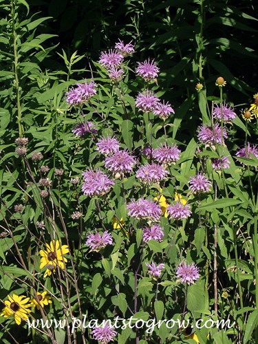 Wild Bergamot (Monarda fistulosa)